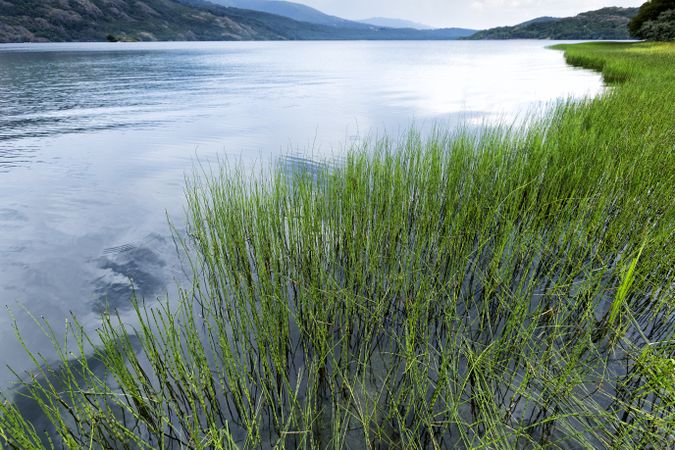 Blooming meadow on coast of lake in mountain range