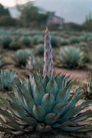 Field of blooming agave
