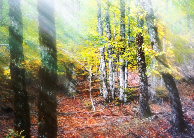Blurred trees in forest