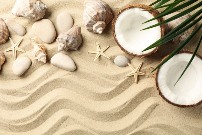 Seashells, stones, starfishes, coconut and palm branch on sea sand background, space for text
