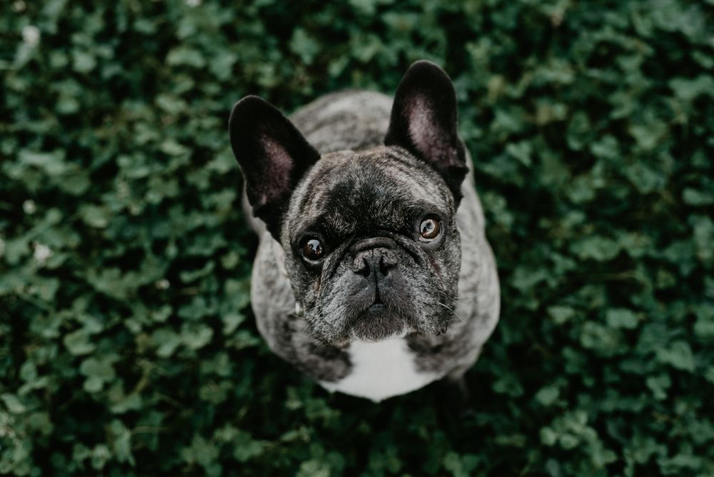 French bulldog with gray spots sitting on grass