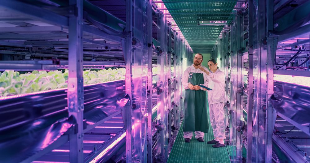 Farmer and Agriculture Engineer Having a Conversation at Vertical Farm, Discussing Fresh Plant Quality Before Packaging and Shipping to Supermarket. Gardener Providing Technical Advice to Colleague