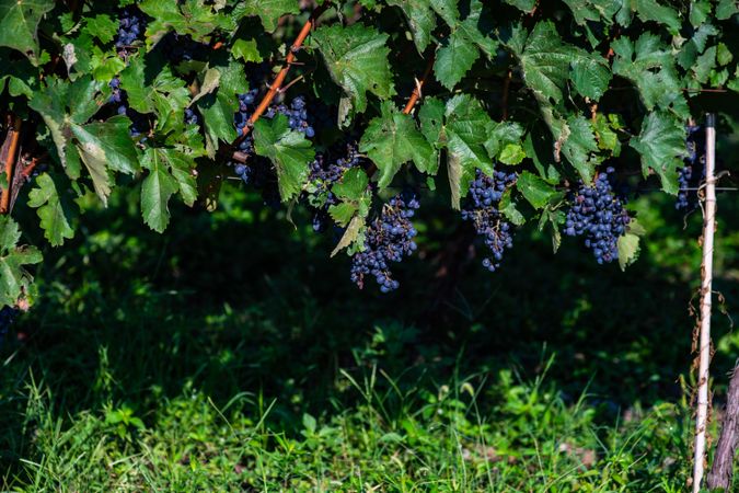 Red grapes in vineyard in Lopota