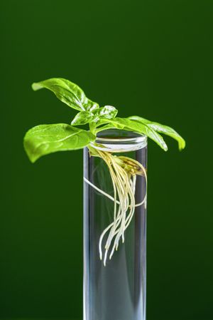 Green plant in test tube isolated on a green background