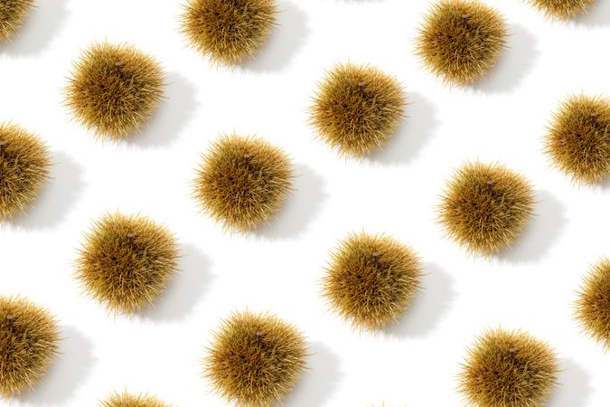 Sweet Chestnut and husk pattern background