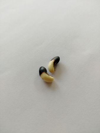 Tiny twin beans seed