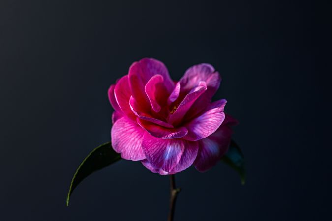 Beautiful pink camellia flower in dark room