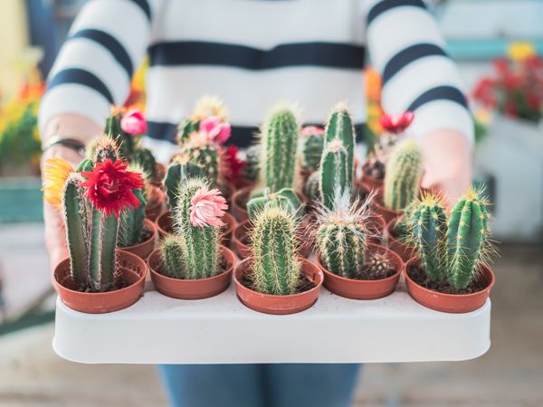 Female holding collection of green cacti