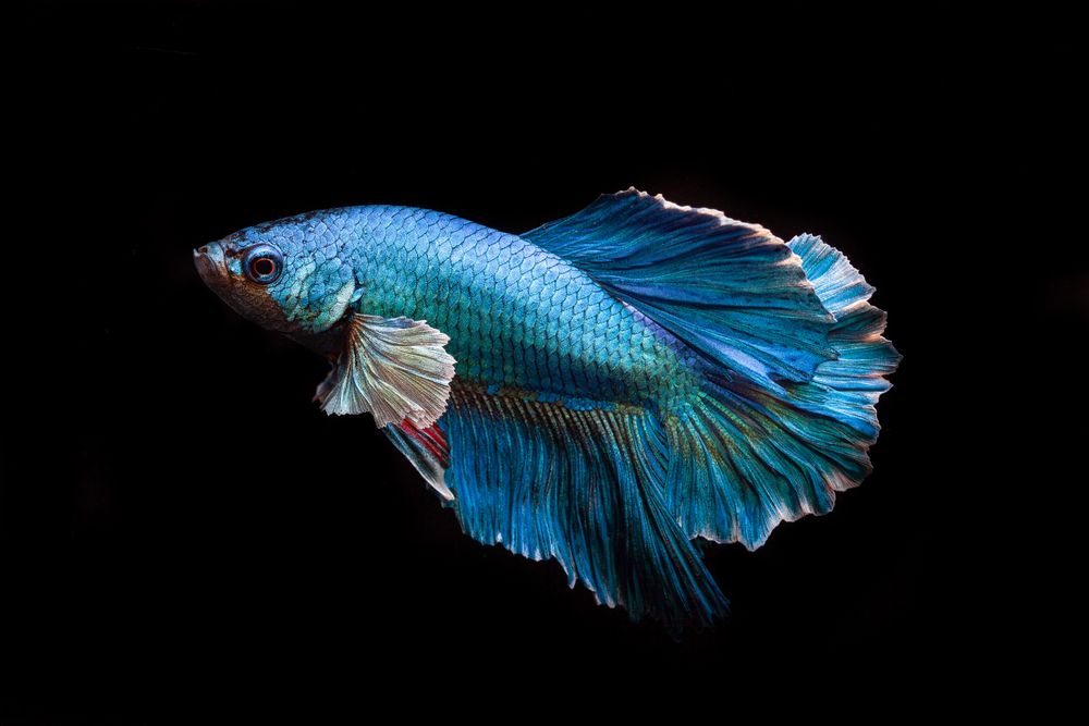 Blue Betta Fish