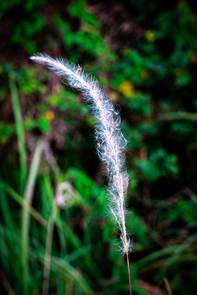 Imperata cylindrica  L. Raeusch flower