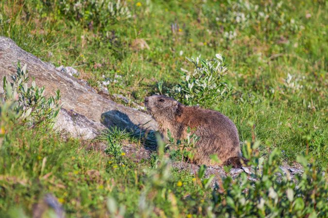 Cute marmot sitting on meadow in Switzerland