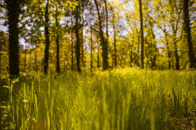 Grass in a forest at sunset