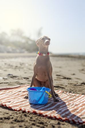 Cute puppy playing on beach in sunny day