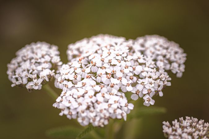 Queen’s Anne’s lace flowers pictured with green background