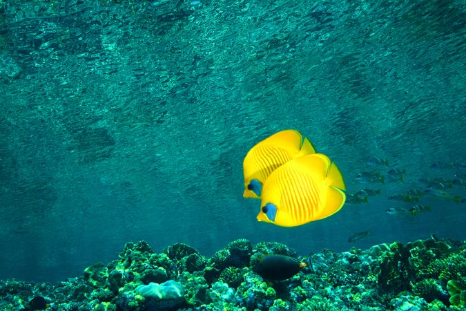 Underwater shot of two yellow butterfly fishes