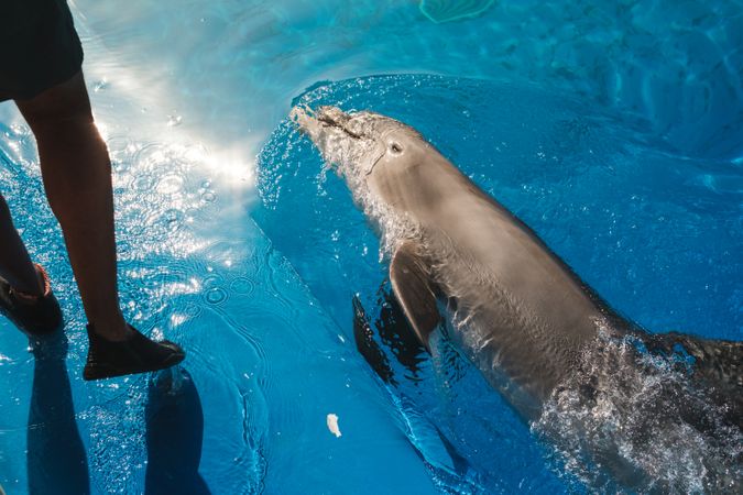 Unrecognizable person walking in poolside while training dolphin