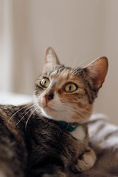Cat lying on comfortable bed