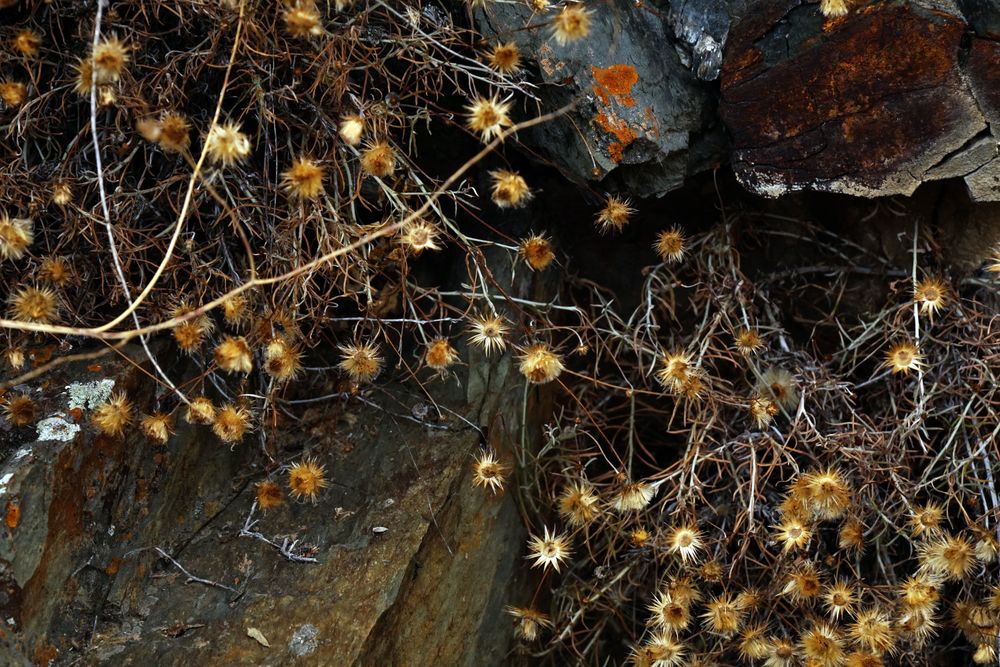 Texture of natural lichen on tree bark