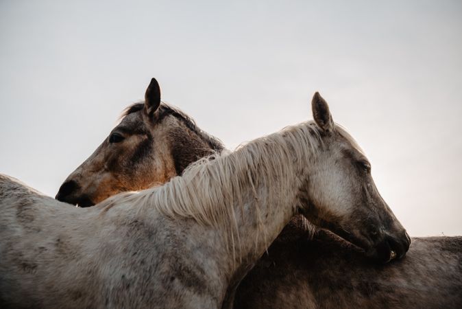 Funny horses on meadow