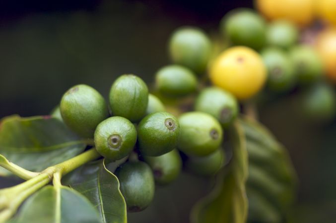 Coffee Beans on the Branch
