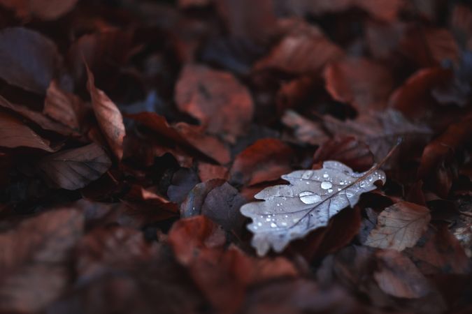 Autumn leaves on the ground