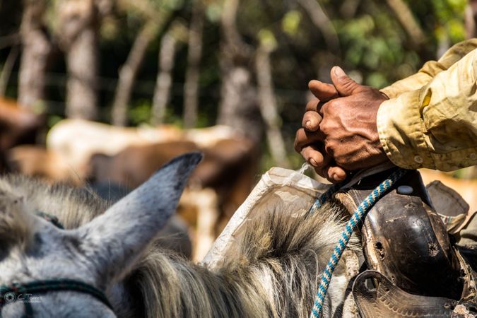 Hand holding the horn of the saddle riding a horse