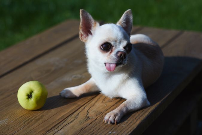 Cute Chihuahua with Apple