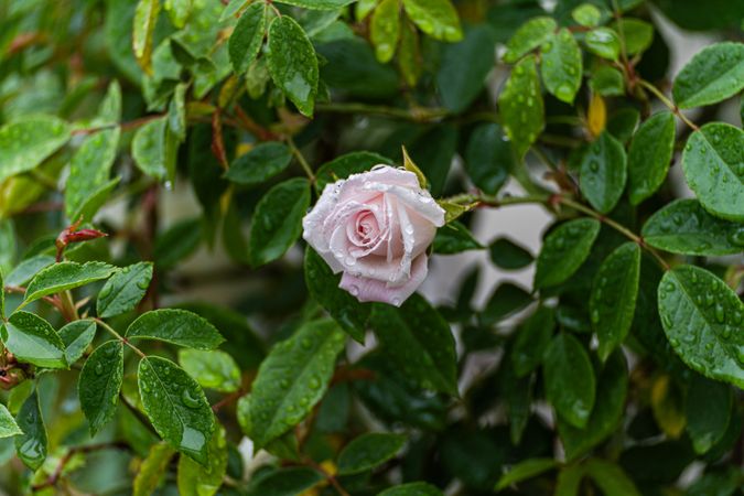 Blooming rose bush in the garden