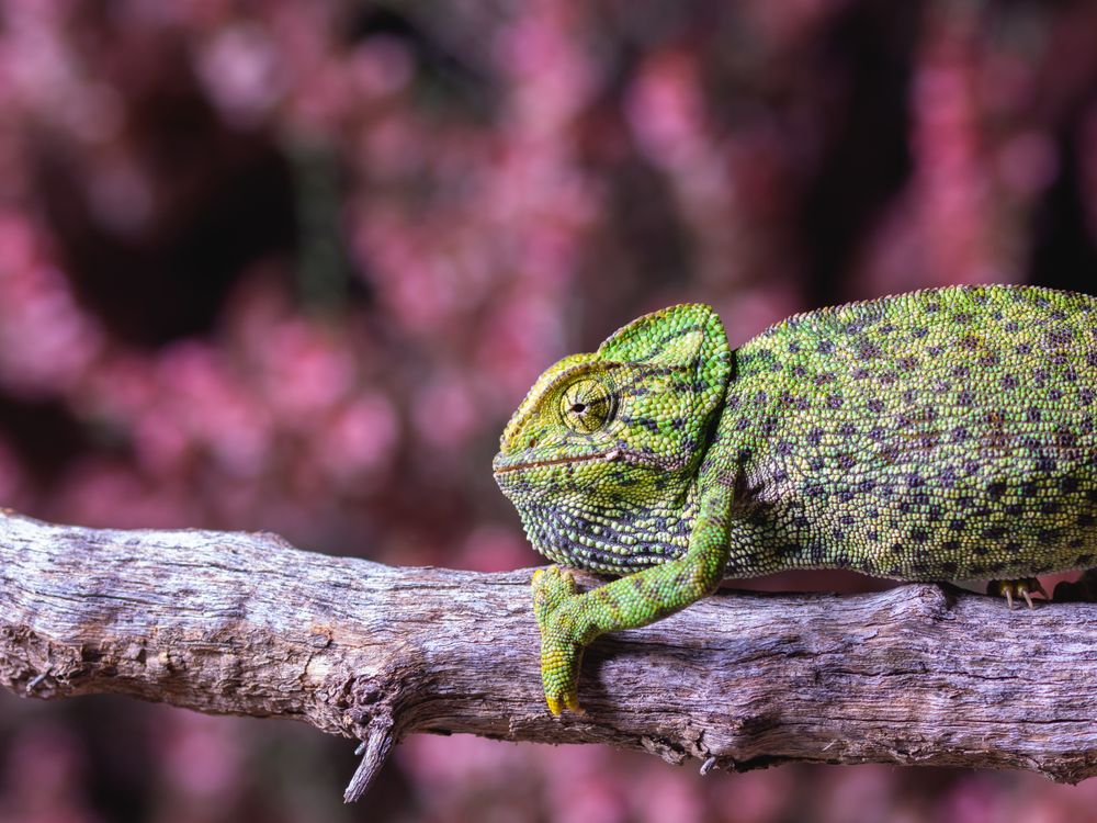 Chameleon sitting on branch