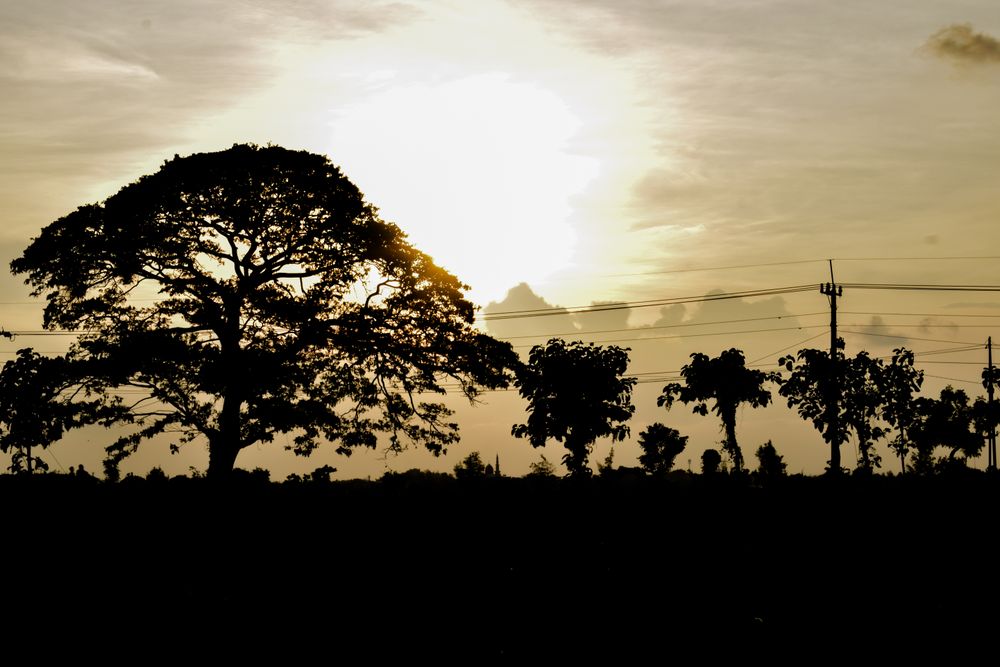 Silhouette of trees at dusk