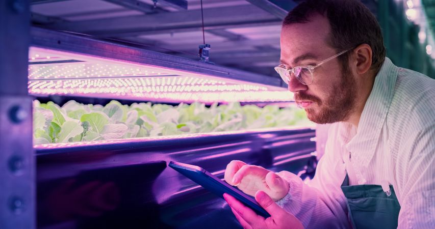 Farmer in Glasses Working in a Vertical Farm with Ultraviolet LED Lights. Hydroponics Specialist Inspecting and Examining Fresh Plants Ready for Shipping to a Chain of Supermarket
