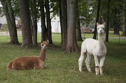 Llamas peer at a passerby from their copse on a farm near Plato in LaGrange County, Indiana k4Mvxb