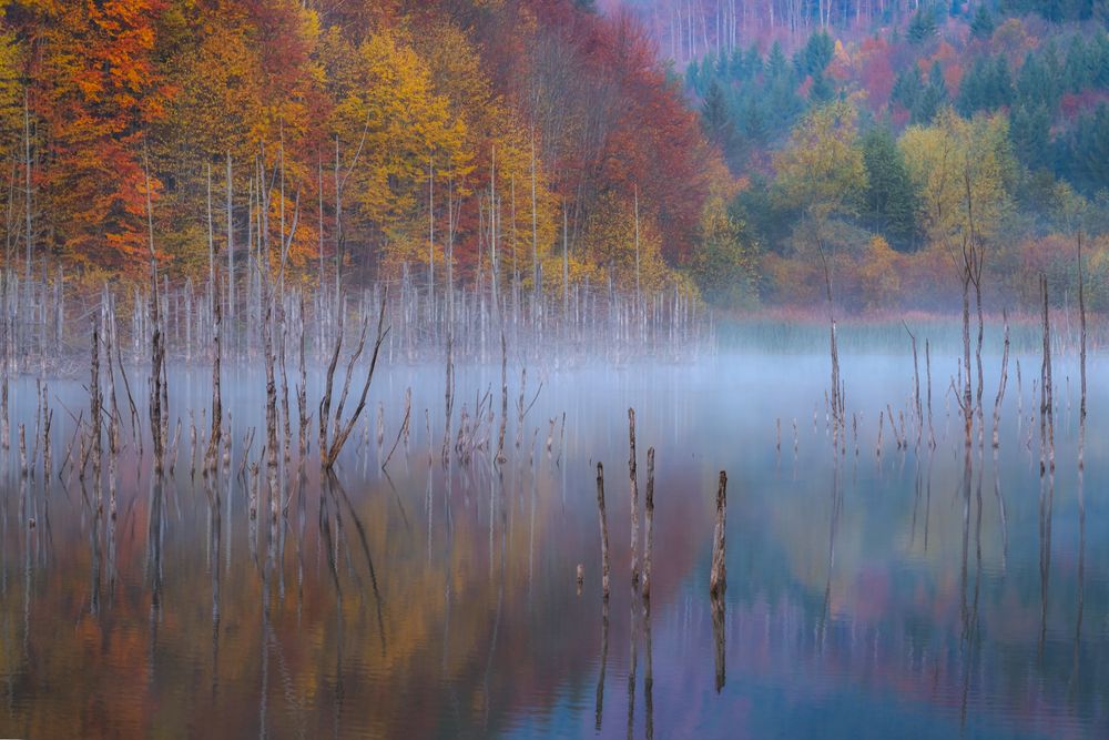 Red and yellow trees beside river
