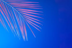 Tropical leaf in bold pink and blue gradient holographic neon colors on bright blue background