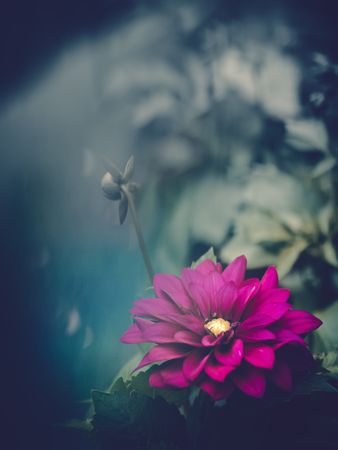 Pretty flower growing in garden