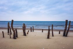 Sand shore with dry wooden trunks near water