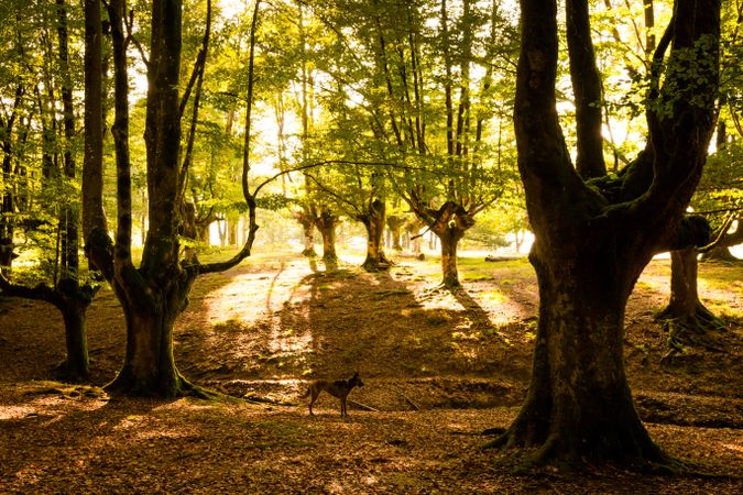 Dog standing on fairy forest