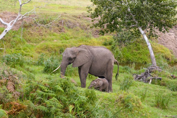 Elephant and calf walking on green grass field in South Africa