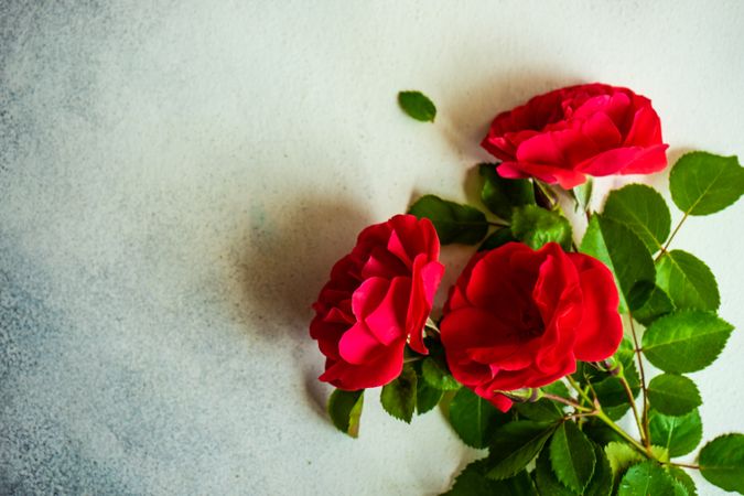 Red roses on marble counter with copy space