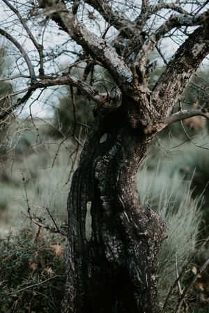 Dead leafless tree in field