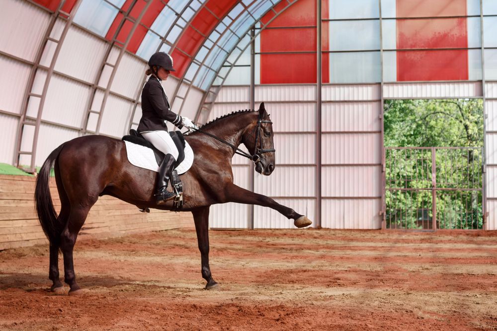 Pedigree horse trotting in arena, copy space