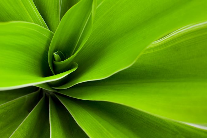 Green Leaf Background With Pattern