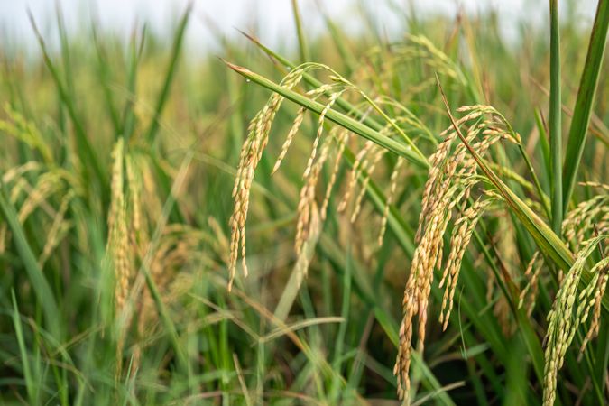 Golden rice plants in field ready for harvest