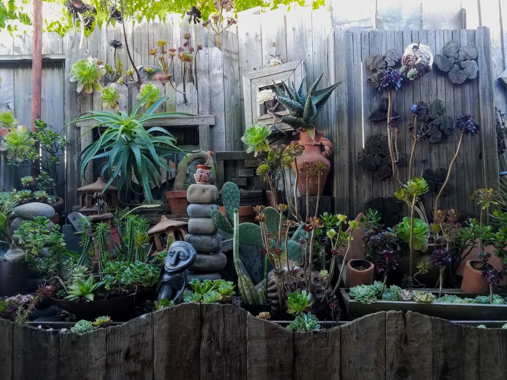 Succulent and cacti garden