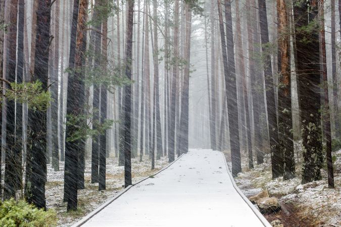 Walkway between forest in snow