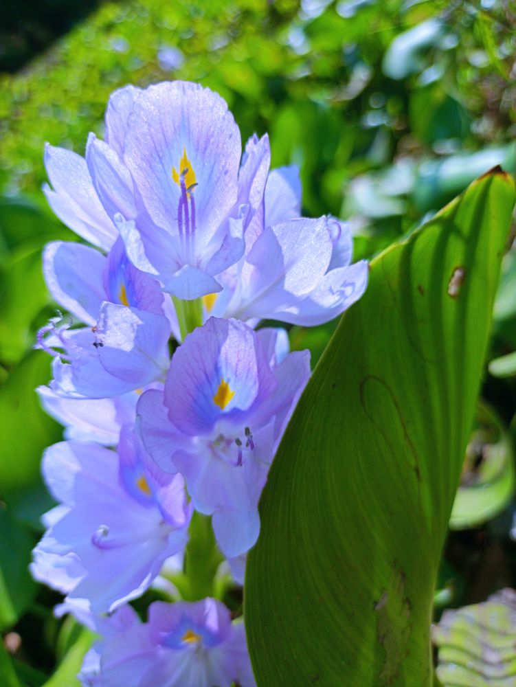 the flower background is purplish blue