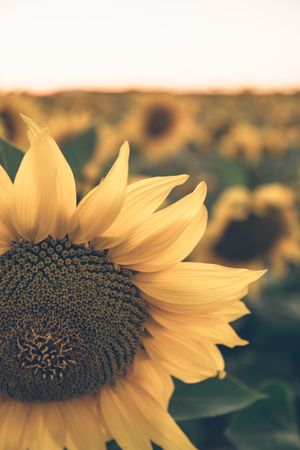 Sunflowers on background of blue sky