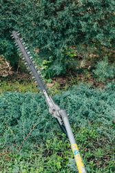 pruning arizonica hedge