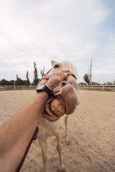 Man petting nose of horse at paddock