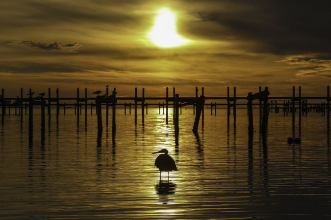 Silhouette of bird and wooden post on water during sunset